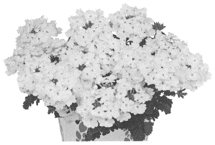 Figure 1 of US plant patent PP33237, the photograph of Doveremsucowhi printed in the patent.