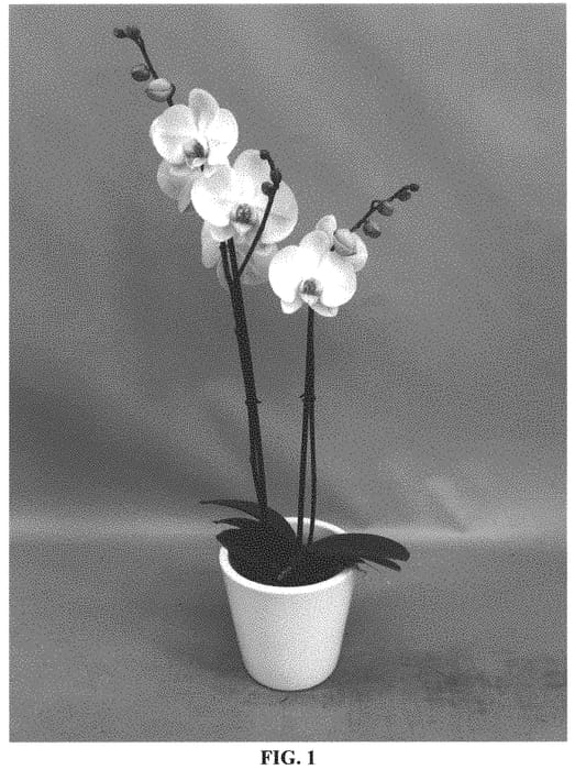 Figure 1 of US plant patent PP33238, the photograph of PHALGUSWHA printed in the patent.