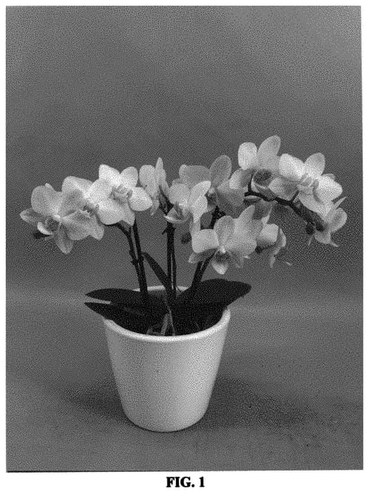 Figure 1 of US plant patent PP33239, the photograph of PHALOHCAE printed in the patent.
