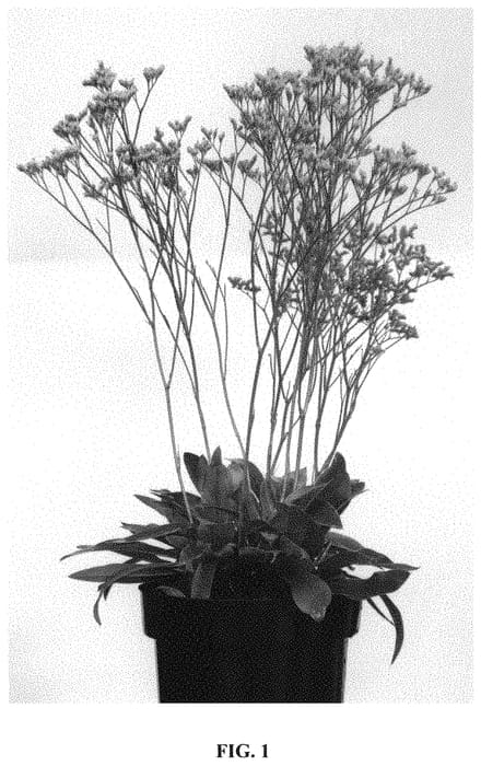 Figure 1 of US plant patent PP33240, the photograph of STE10 printed in the patent.