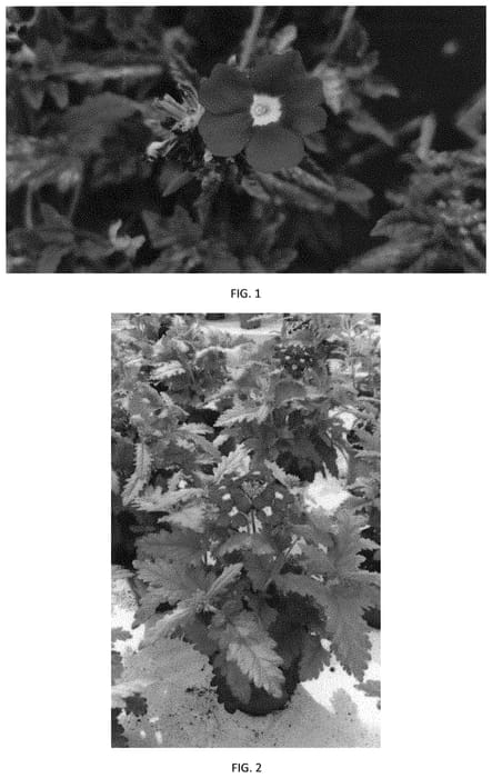 Figure 1 of US plant patent PP33241, the photograph of VEAZ0062 printed in the patent.