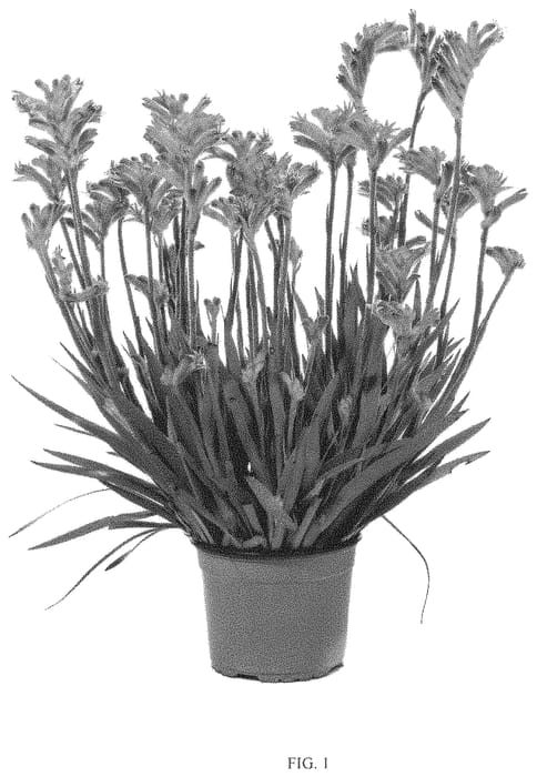 Figure 1 of US plant patent PP33242, the photograph of Ramboprise printed in the patent.