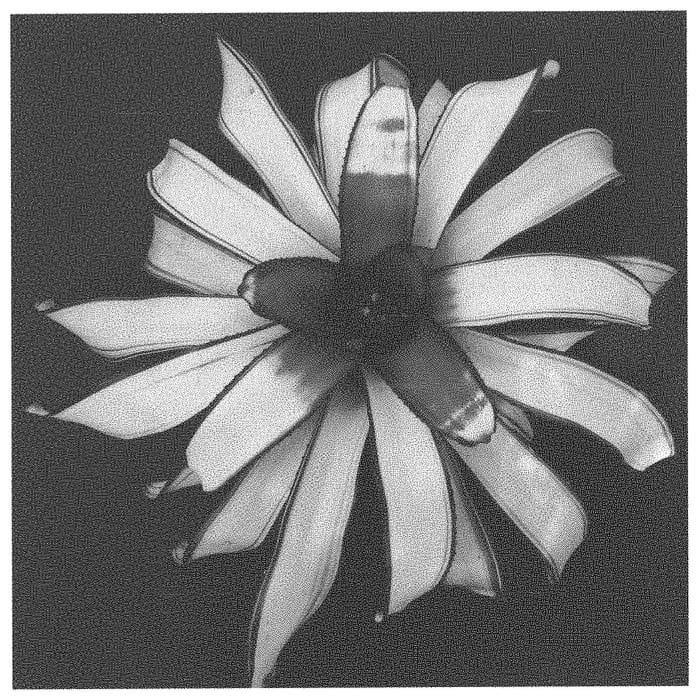 Figure 1 of US plant patent PP33243, the photograph of Gaia printed in the patent.