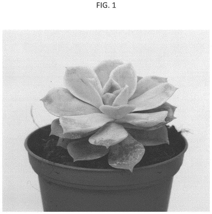 Figure 1 of US plant patent PP33244, the photograph of MOBEc 69 printed in the patent.