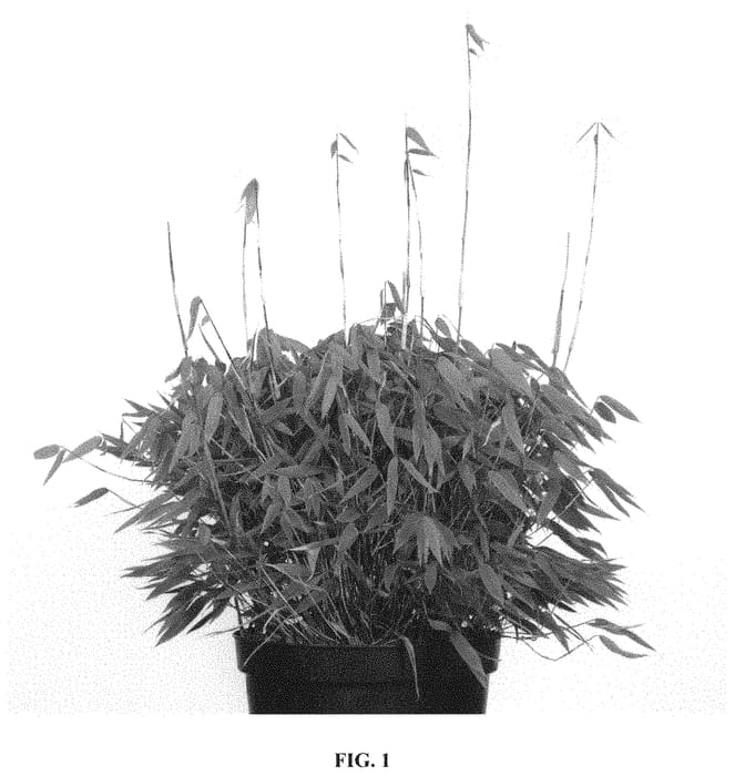 Figure 1 of US plant patent PP33245, the photograph of JAN W3M printed in the patent.