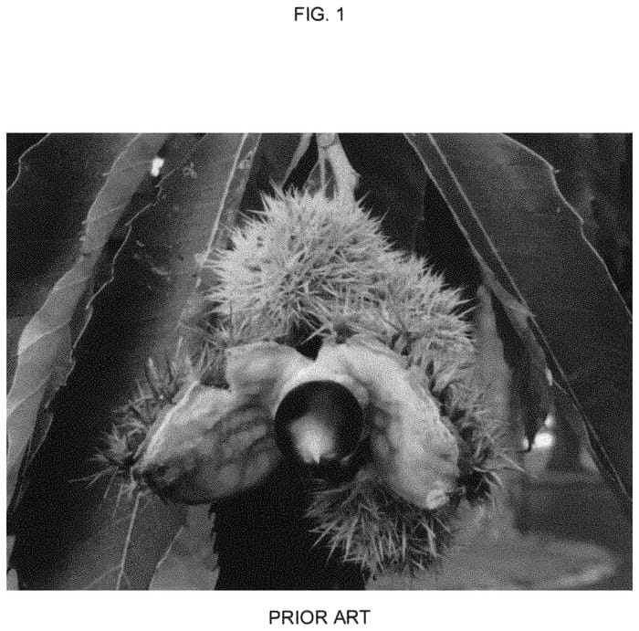Figure 1 of US plant patent PP33246, the photograph of Oz Hunter printed in the patent.