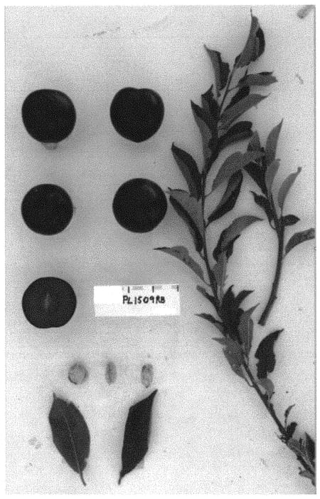 Figure 1 of US plant patent PP33247, the photograph of Suplumfiftyeight printed in the patent.