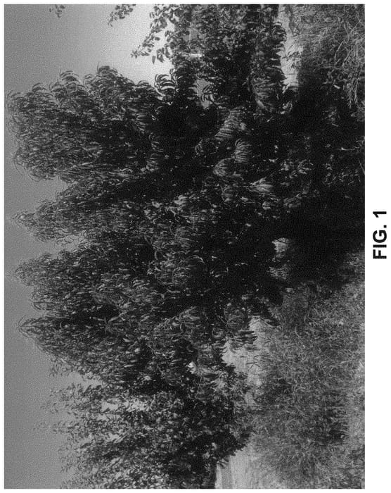 Figure 1 of US plant patent PP33248, the photograph of W-2 printed in the patent.