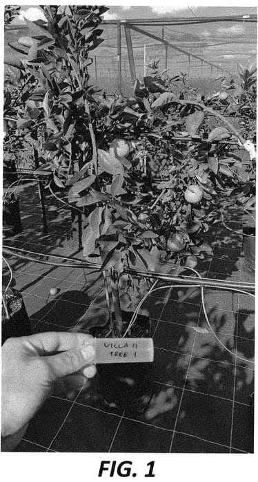 Figure 1 of US plant patent PP33249, the photograph of Villa11 printed in the patent.