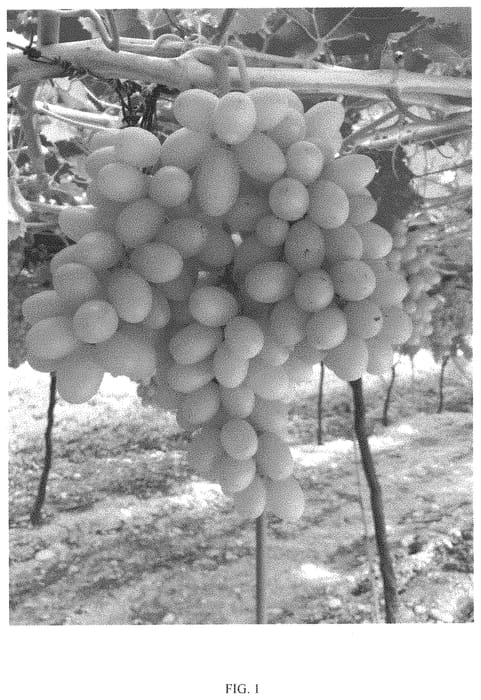 Figure 1 of US plant patent PP33250, the photograph of Itumsix printed in the patent.