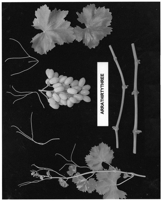 Figure 1 of US plant patent PP33251, the photograph of Arrathirythree printed in the patent.