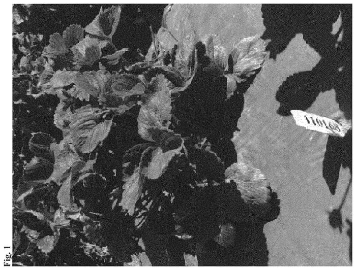 Figure 1 of US plant patent PP33252, the photograph of Shannon M. Kent printed in the patent.