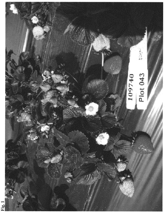 Figure 1 of US plant patent PP33253, the photograph of Stata printed in the patent.