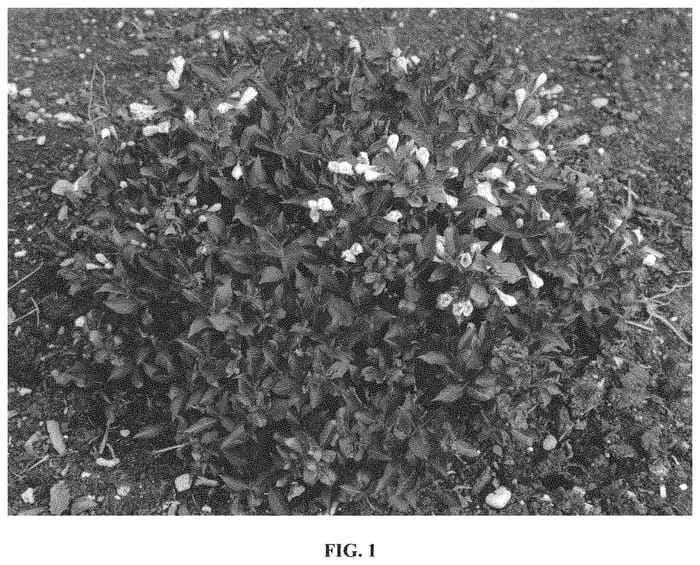 Figure 1 of US plant patent PP33254, the photograph of AZ printed in the patent.