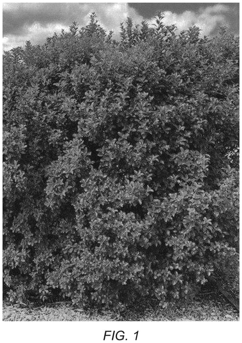 Figure 1 of US plant patent PP33255, the photograph of PTG19 printed in the patent.