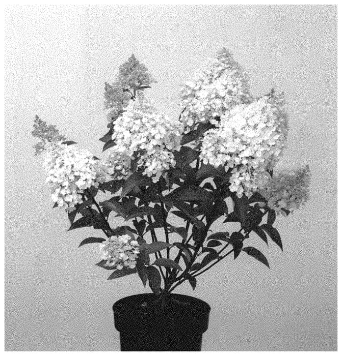 Figure 1 of US plant patent PP33256, the photograph of LC NO12 printed in the patent.