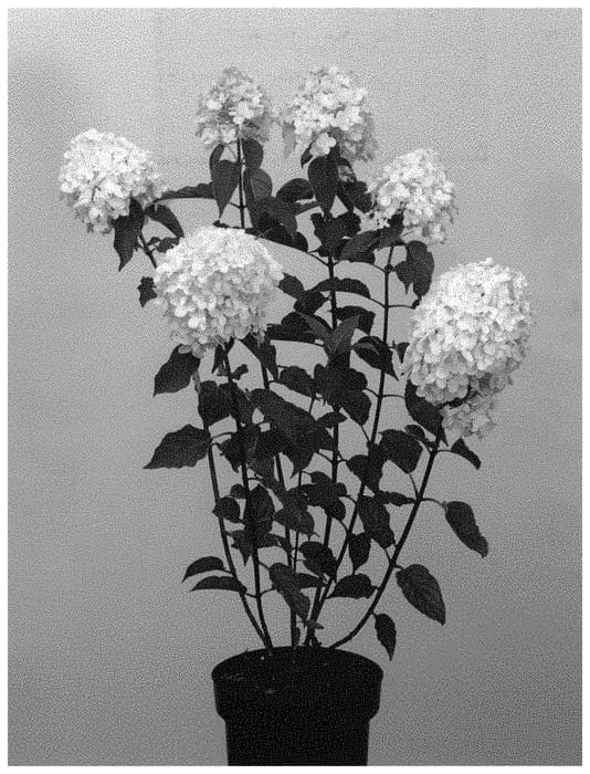 Figure 1 of US plant patent PP33257, the photograph of LC NO14 printed in the patent.