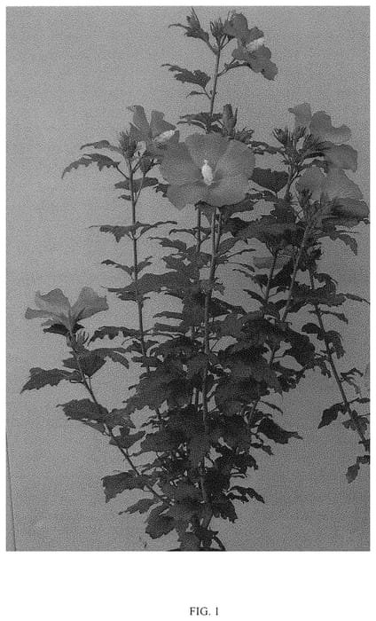 Figure 1 of US plant patent PP33258, the photograph of MINSYROU17 printed in the patent.