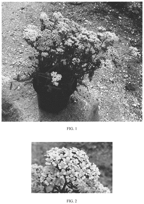 Figure 1 of US plant patent PP33259, the photograph of FLORACHYE0 printed in the patent.