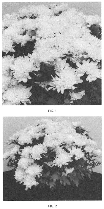 Figure 1 of US plant patent PP33260, the photograph of CIFZ0080 printed in the patent.