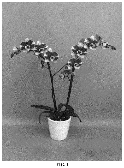 Figure 1 of US plant patent PP33261, the photograph of PHALCHORBE printed in the patent.