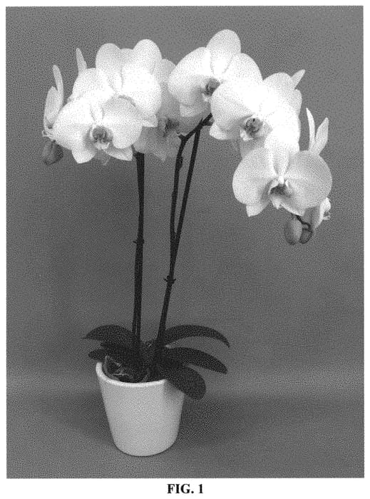 Figure 1 of US plant patent PP33262, the photograph of PHALGARBON printed in the patent.