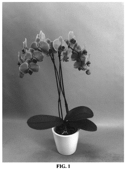 Figure 1 of US plant patent PP33263, the photograph of PHALHALLY printed in the patent.