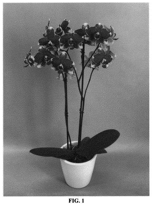 Figure 1 of US plant patent PP33264, the photograph of PHALINYFA printed in the patent.