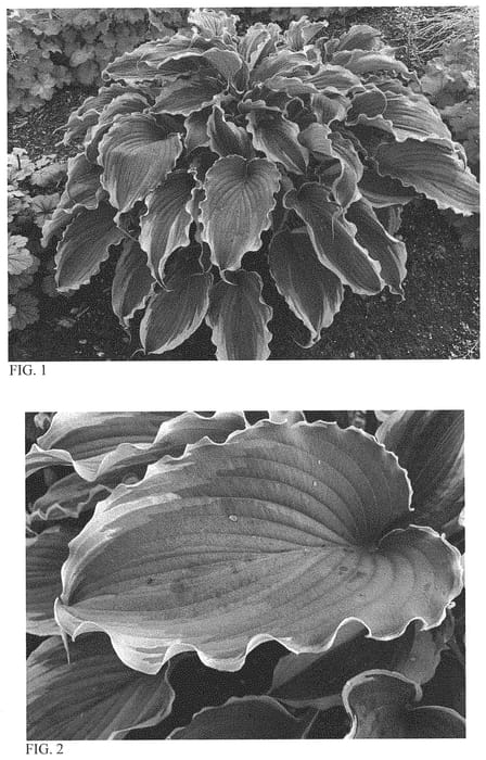 Figure 1 of US plant patent PP33265, the photograph of Voices in the Wind printed in the patent.