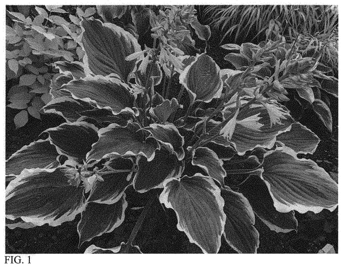 Figure 1 of US plant patent PP33266, the photograph of Hope Springs Eternal printed in the patent.