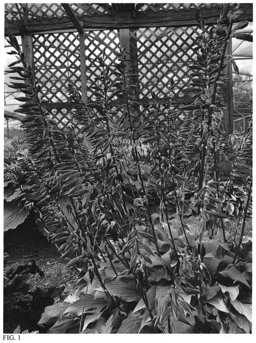 Figure 1 of US plant patent PP33267, the photograph of Time in a Bottle printed in the patent.