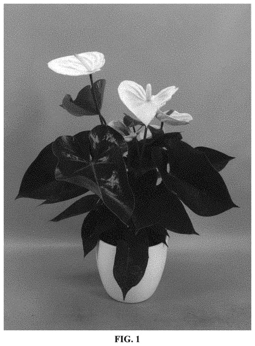 Figure 1 of US plant patent PP33268, the photograph of ANTHFASAO printed in the patent.