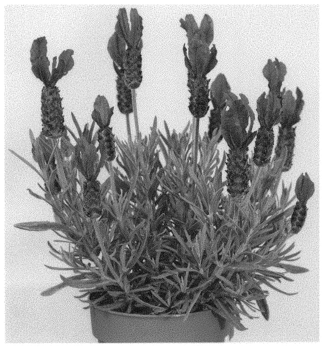 Figure 1 of US plant patent PP33269, the photograph of Anouk Deluxe 1225 printed in the patent.