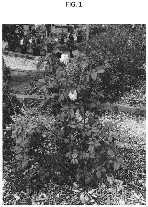 Figure 1 of US plant patent PP33270, the photograph of GRApstg printed in the patent.