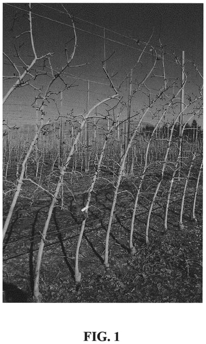 Figure 1 of US plant patent PP33271, the photograph of DS 102 printed in the patent.