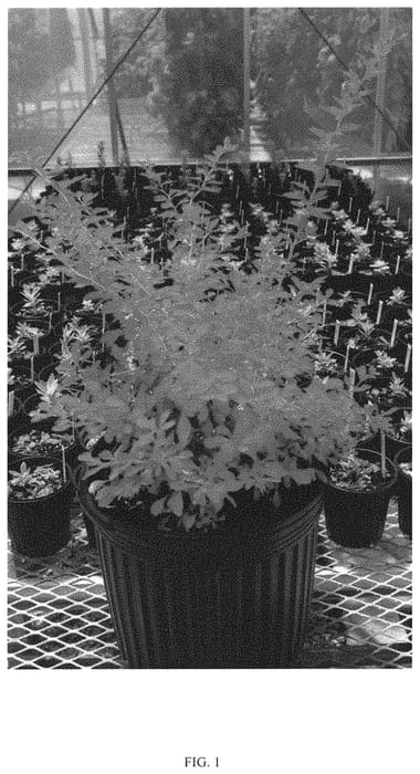 Figure 1 of US plant patent PP33272, the photograph of NCBT2 printed in the patent.