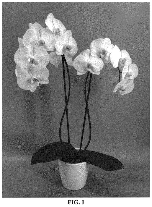 Figure 1 of US plant patent PP33273, the photograph of PHALHEZEK printed in the patent.