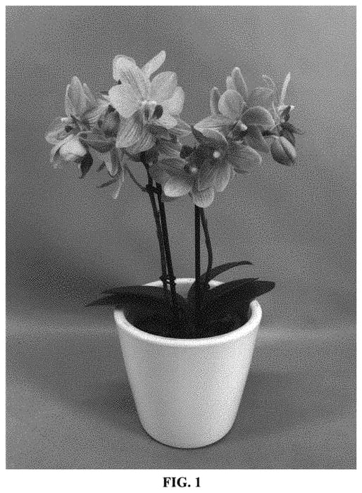 Figure 1 of US plant patent PP33274, the photograph of PHALGITZE printed in the patent.