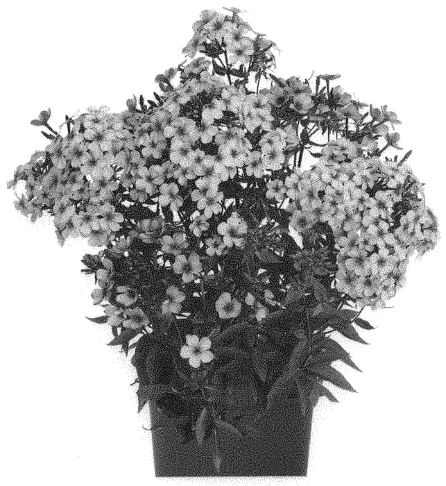Figure 1 of US plant patent PP33275, the photograph of Dophloxearpupineye printed in the patent.