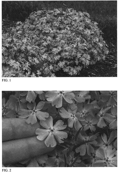 Figure 1 of US plant patent PP33276, the photograph of Pink Sparkles printed in the patent.