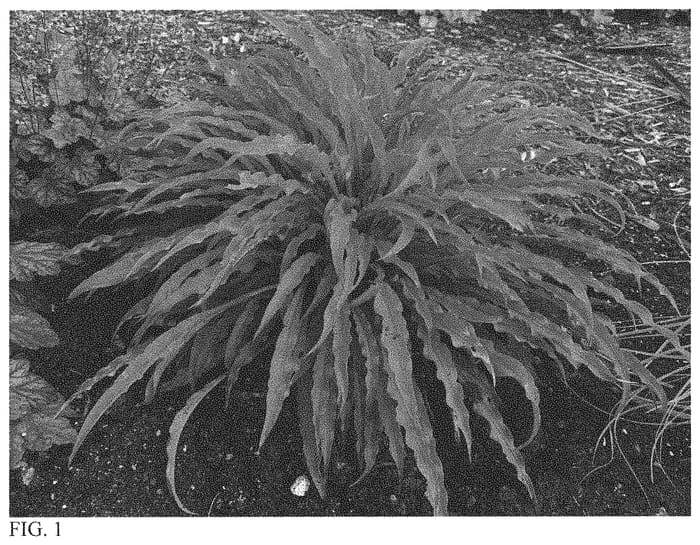 Figure 1 of US plant patent PP33277, the photograph of Party Streamers printed in the patent.