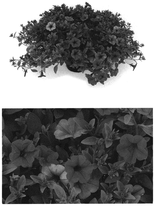 Figure 1 of US plant patent PP33278, the photograph of BBTUN93201 printed in the patent.