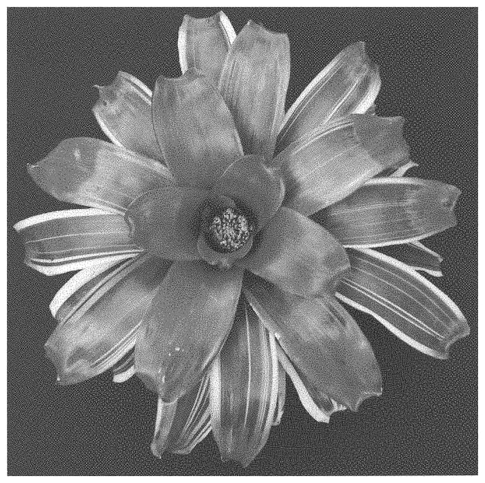 Figure 1 of US plant patent PP33279, the photograph of Dharma printed in the patent.