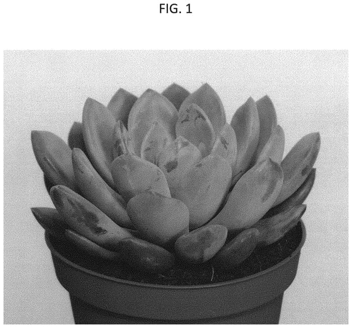 Figure 1 of US plant patent PP33280, the photograph of AMIECH1621 printed in the patent.