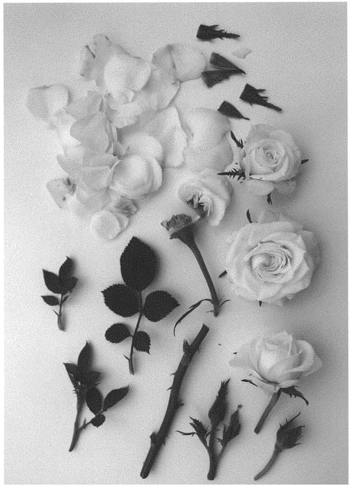 Figure 1 of US plant patent PP33281, the photograph of Poulpar125 printed in the patent.