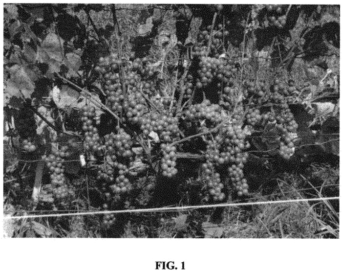 Figure 1 of US plant patent PP33282, the photograph of Gewurztraminer RJ printed in the patent.