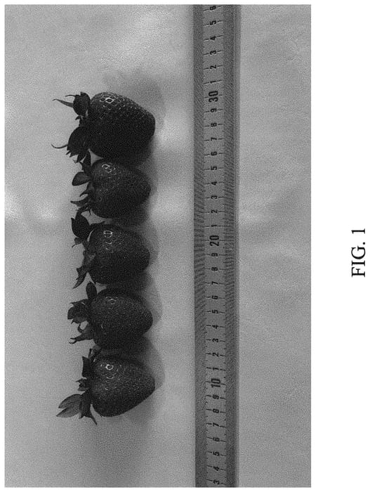 Figure 1 of US plant patent PP33283, the photograph of DrisStrawEightyFive printed in the patent.
