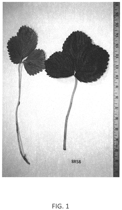 Figure 1 of US plant patent PP33284, the photograph of Sierra printed in the patent.