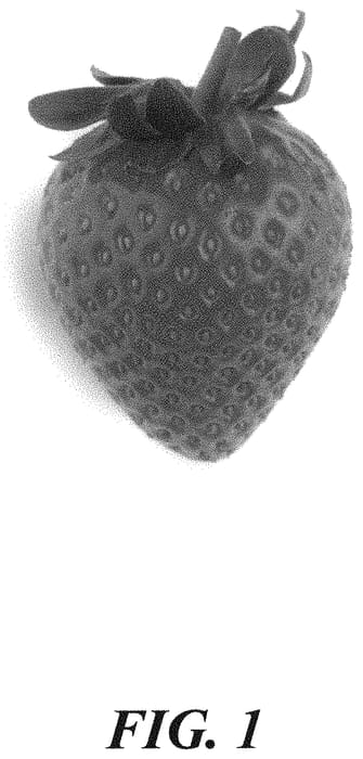 Figure 1 of US plant patent PP33285, the photograph of A13-07 printed in the patent.