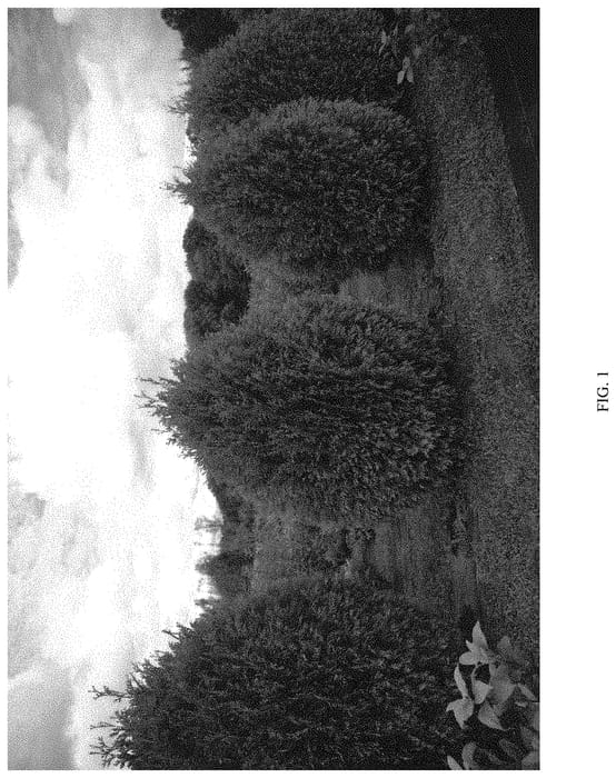 Figure 1 of US plant patent PP33286, the photograph of SMNTDGT printed in the patent.